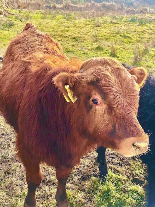 The Cosy Farm Cottage, Donegal Inver المظهر الخارجي الصورة