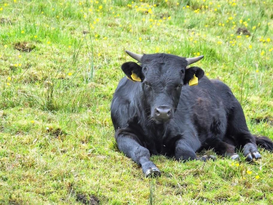 The Cosy Farm Cottage, Donegal Inver المظهر الخارجي الصورة
